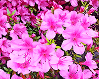 symbol_flower