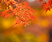 symbol_tree